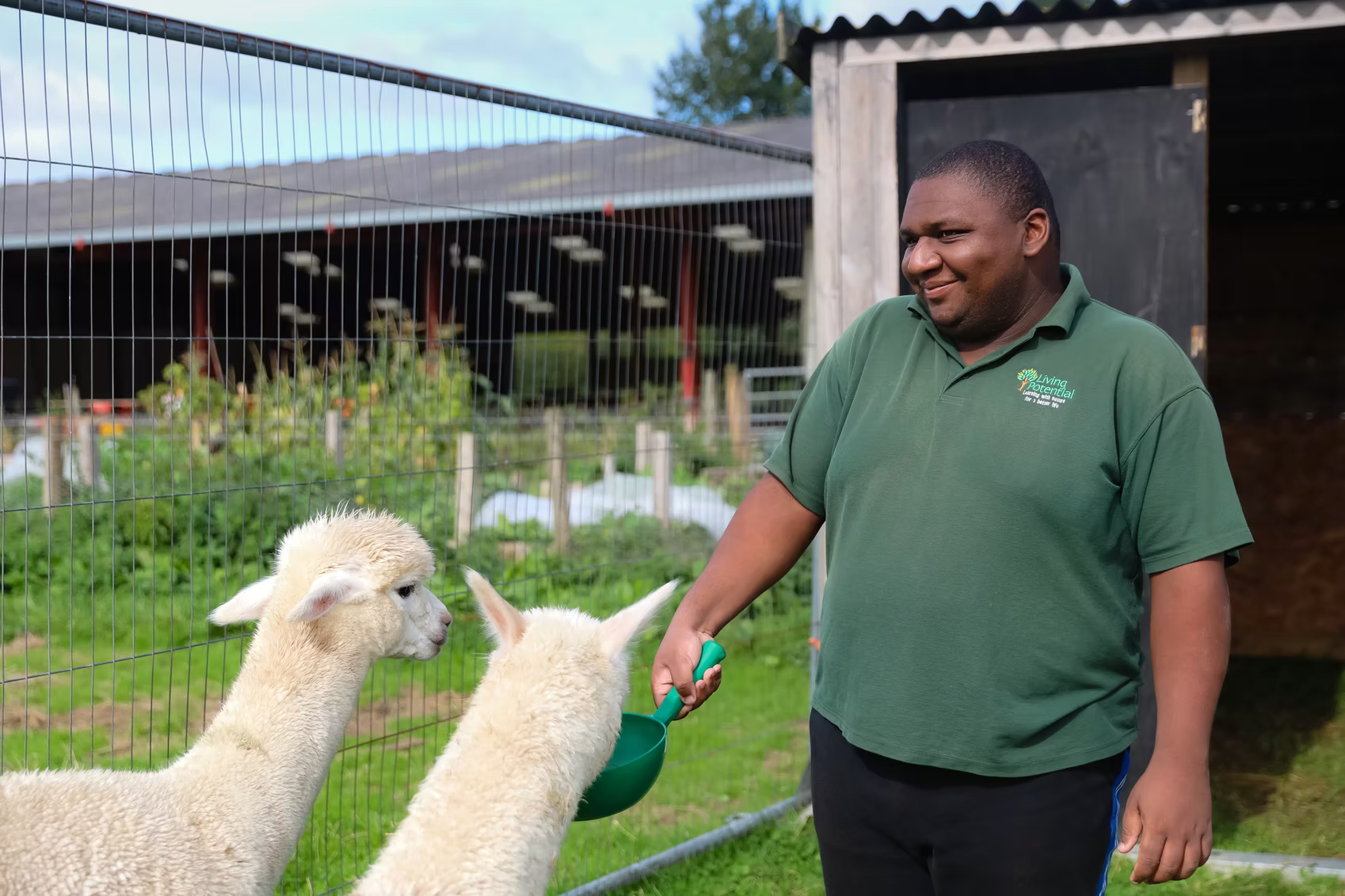 Imagery of feeding the alpacas