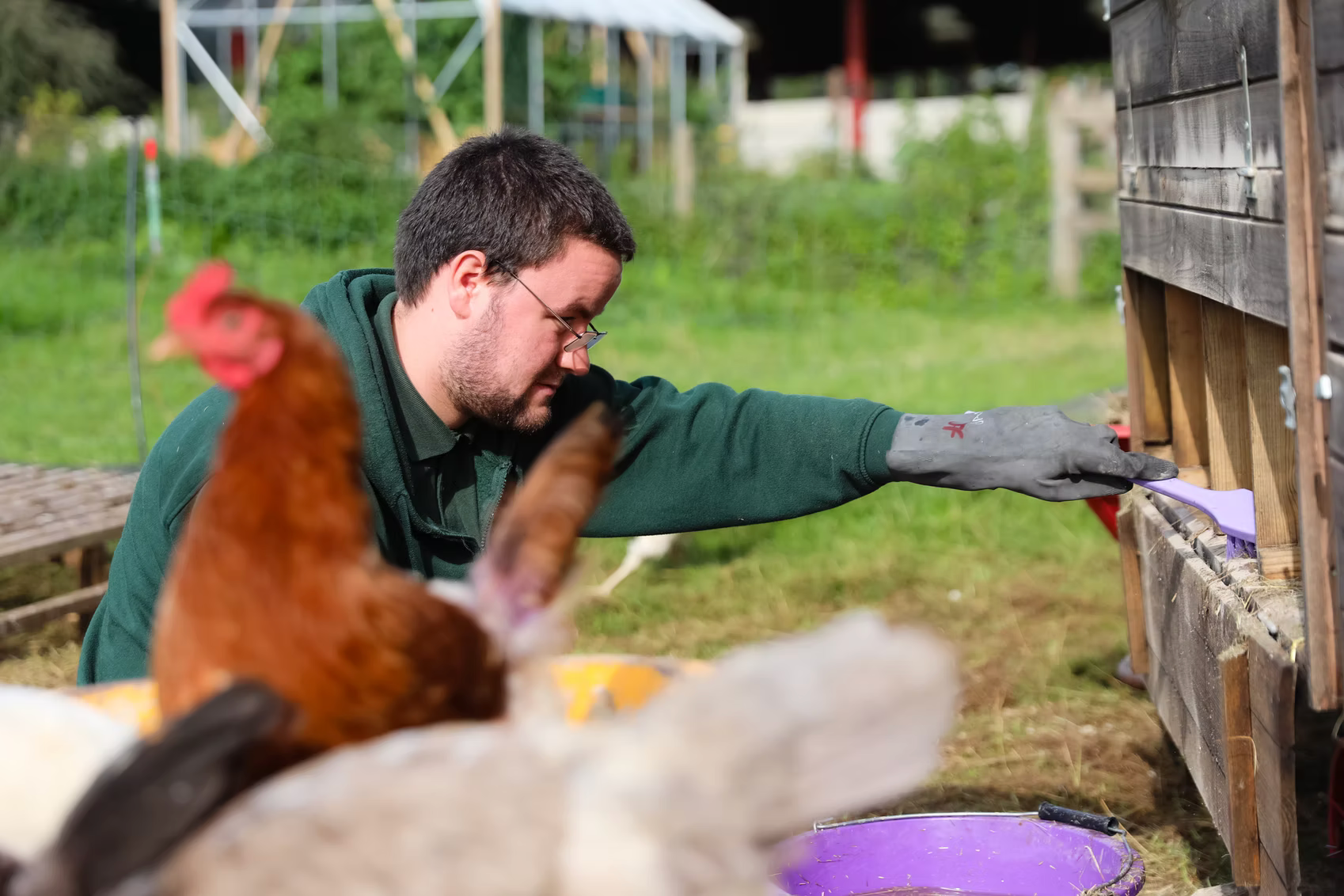 Imagery of cleaning out the hens